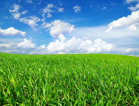 field on a background of the blue sky