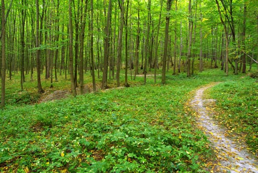 a path is in the green forest