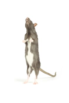 funny rat  isolated on white background
