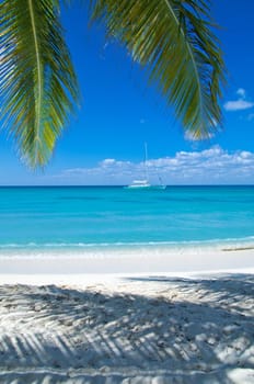 palm trees on tropical beach