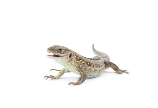 Small lizard isolated on white