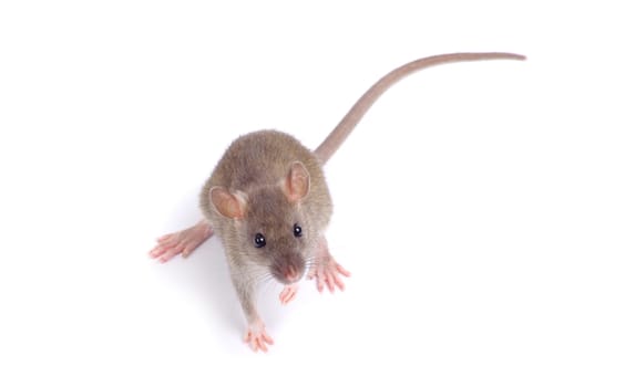 rat  isolated on white background