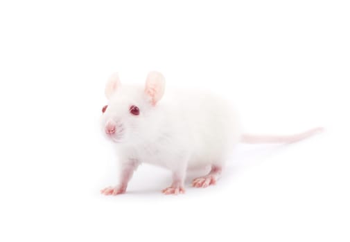 white rat isolated on white background