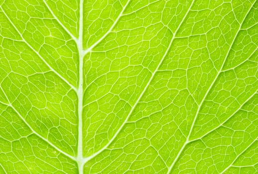 structure of leaf natural background
