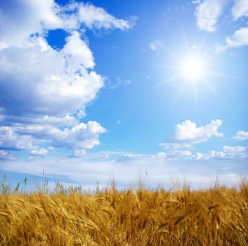 Wheats ears against the blue  sky