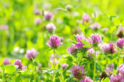 red flower clovers on green background