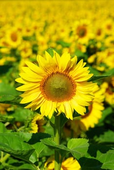 Closeup of a bright yellow sunflower