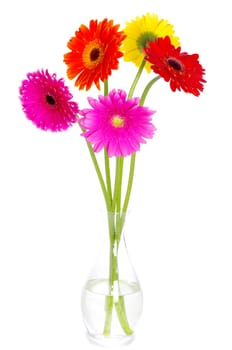 colorful gerberas flowers on white background
