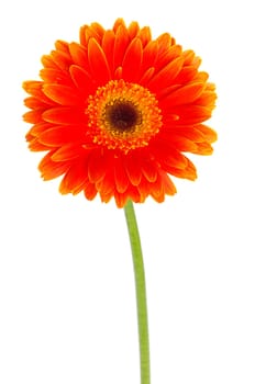 orange gerbera flower closeup on white background