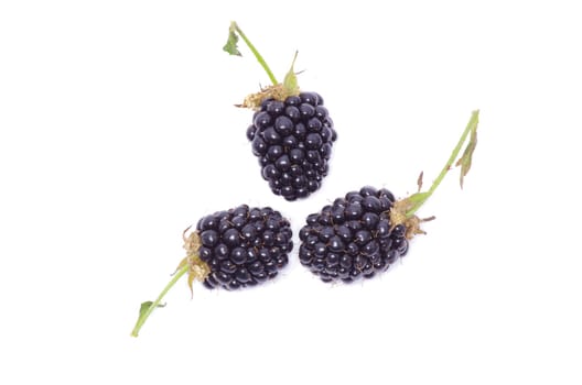 blackberry isolated on white background