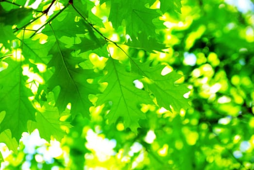 green leaves background in sunny day