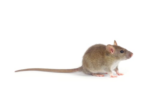 rat isolated on white background