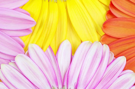 gerbera flower close up background