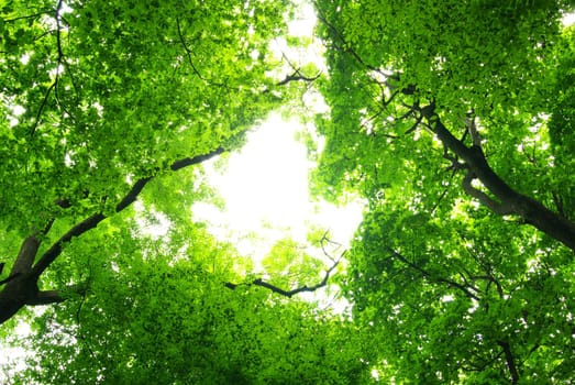 green leaves background in sunny day