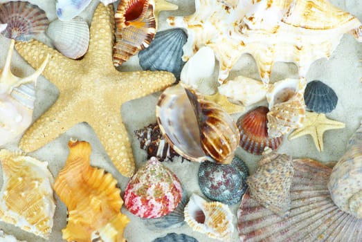 starfish and shells on the beach  sand