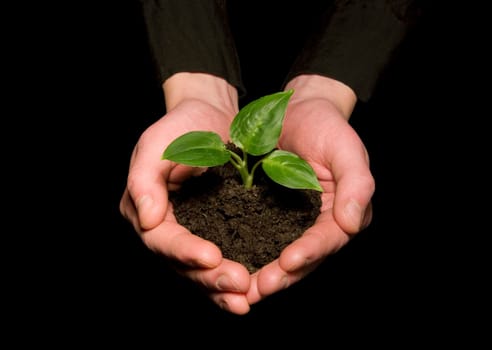 Hands holding sapling in soil