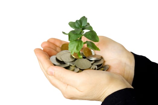 Hands holding sapling in soil