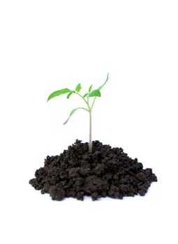 Little green plant on white background