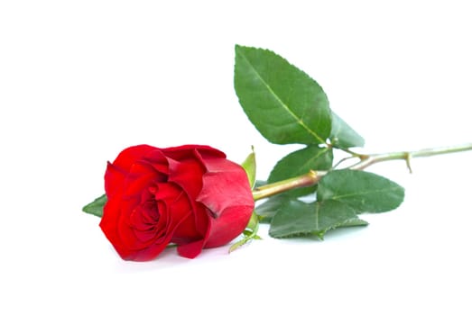 beautiful red rose on a white background