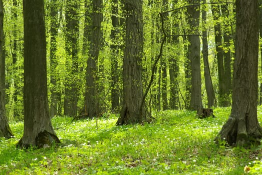 Early morning sun in the green forest