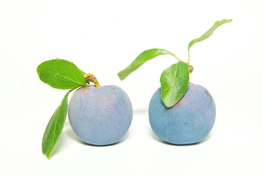 fresh plum fruits with green leaf isolated on white background..
