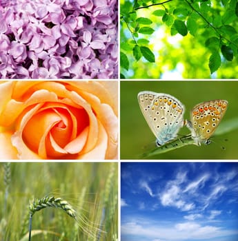 Assembling of beautiful seasonal pictures of nature