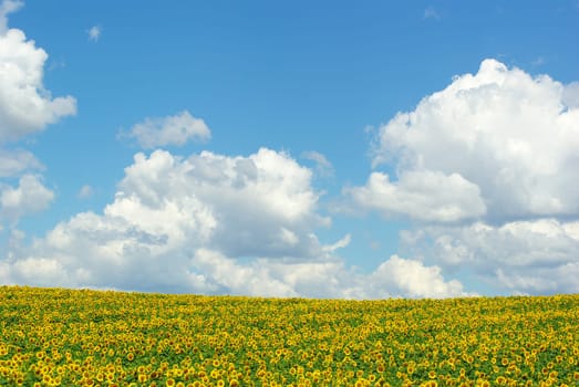 sunflower field over cloudy blue sky