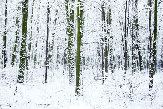 beautiful winter forest  and the road