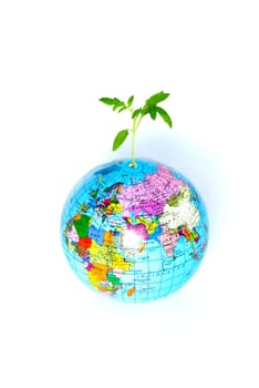 plant from a globe on a white backgroun