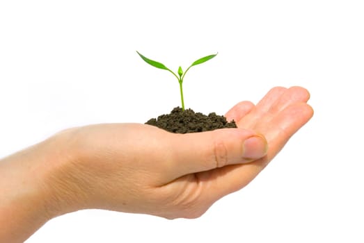 plant in the hand on dark white background
