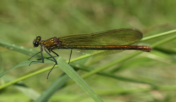 banded magnificent dragonfly - females