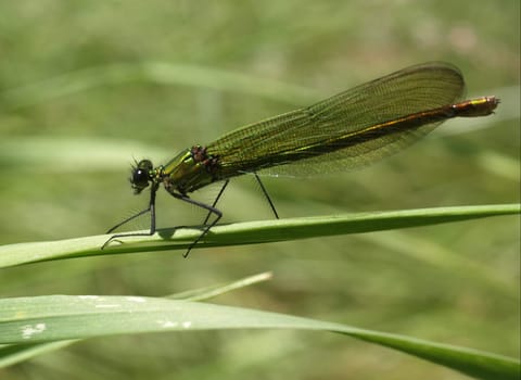 banded magnificent dragonfly - females