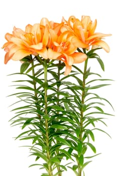 Orange asian lilies isolated on white background