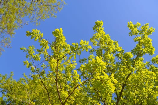The beautiful fresh leafs of a tree against a cloudless sky..