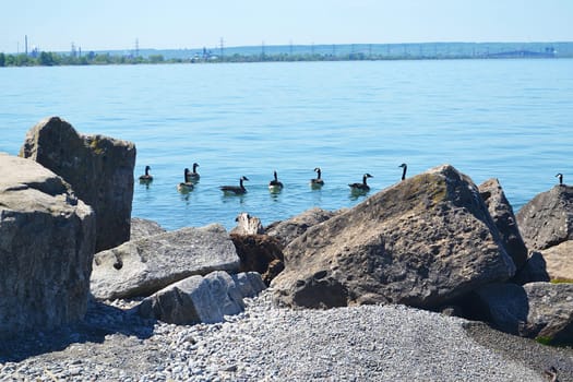 A bunch of Canada goose on the lake Ontario with the skyway bridge.on the horizon..