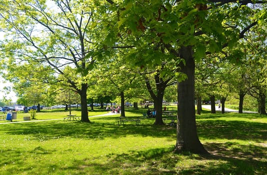 A nice sunny day in the park under big tree's..