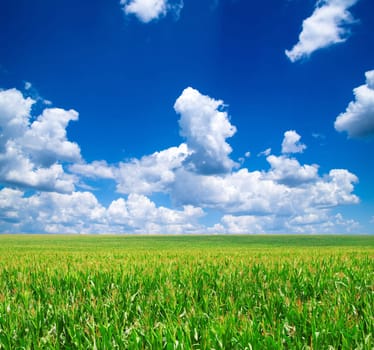 green field and blue sky