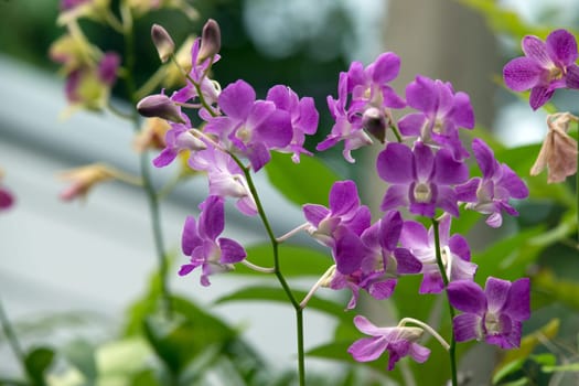 beautiful orchid on green background