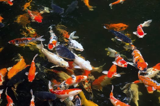 Common carps swimming in water