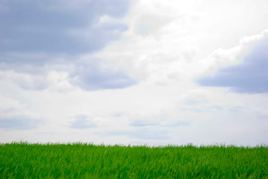 field on a background of the sky