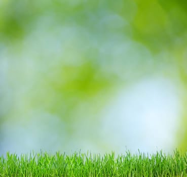 natural green background a blurred background