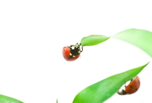 red ladybug on green grass isolated on white