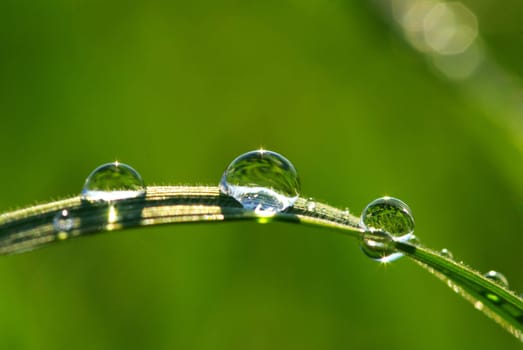 Dew drop on a blade of grass