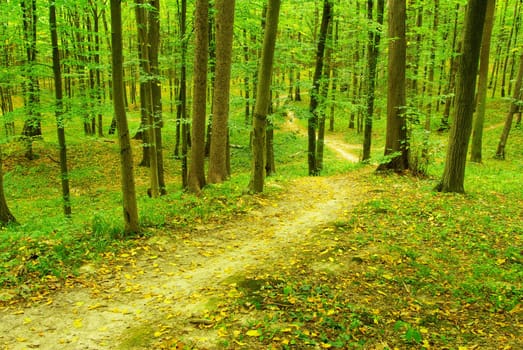a path is in the green forest