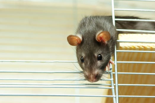 funny black rat sits in cage