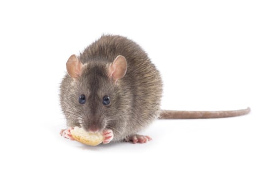 rat isolated on white background