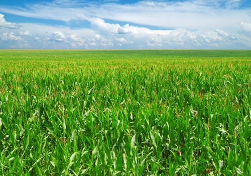 field on a background of the blue sky