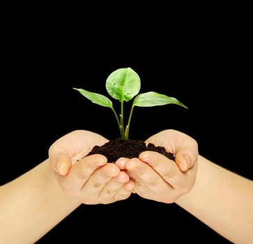 plant is in hands isolated on black