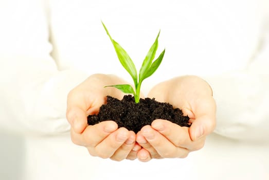 plant in female hands isolated on white background