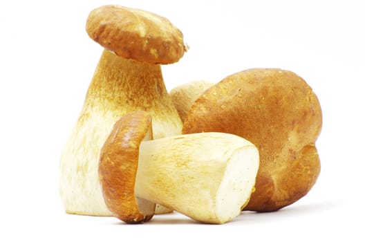 boletus edulis mushrooms on over white background